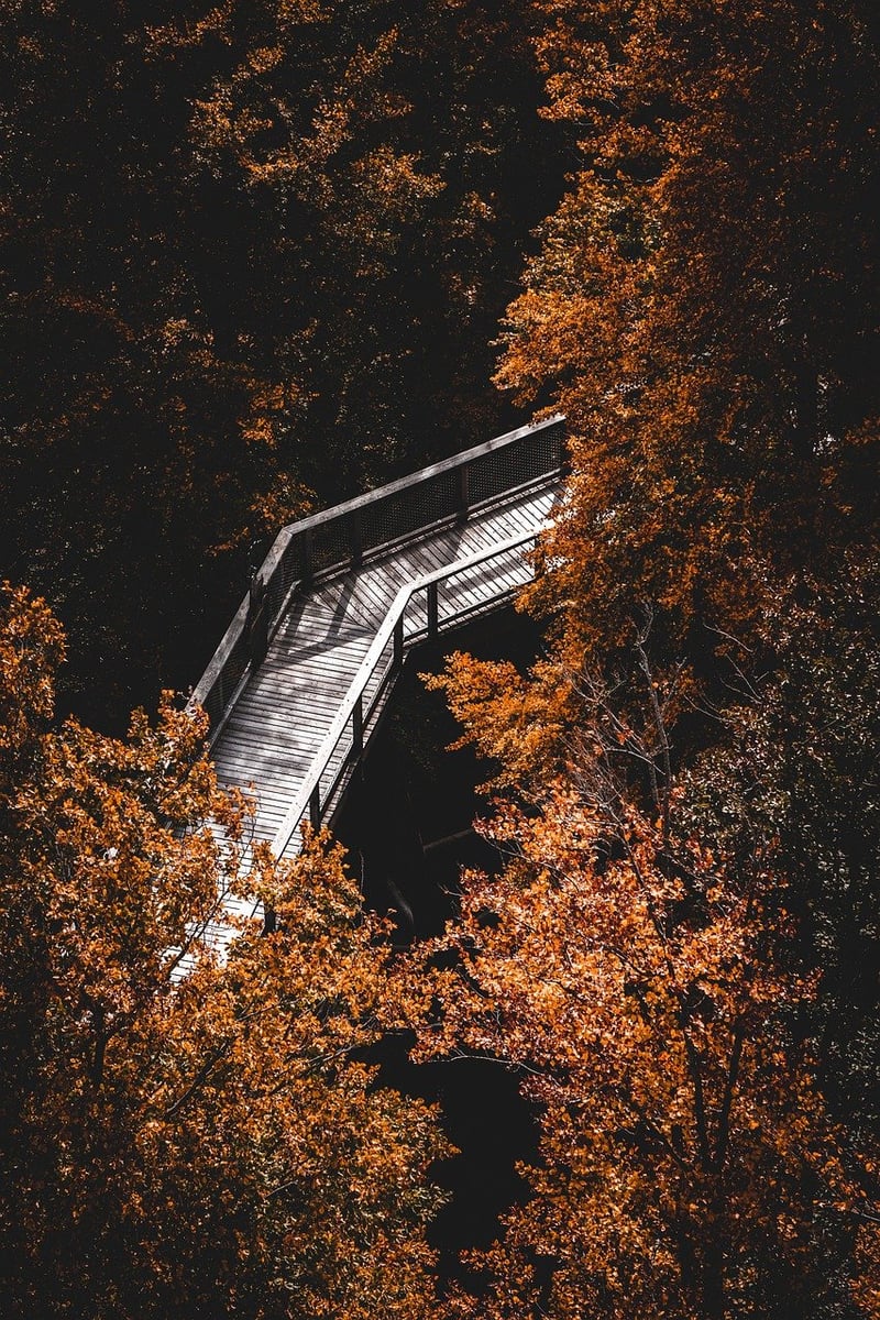 Forest Hiking